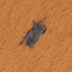 Illustration for article titled Shuttle-Riding Bat Dies The Most Glorious Death Imaginable